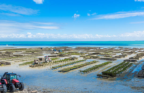 Oyster farming Growing oysters at low tide at the port of Cancale, France cancale photos stock pictures, royalty-free photos & images