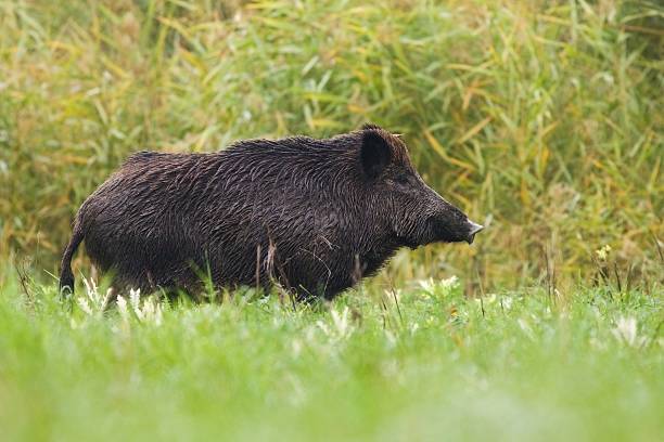 istock Big wild boar profile look 179485039