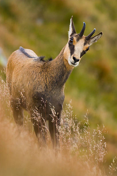 istock Young curious chamois in steep slope 179485040