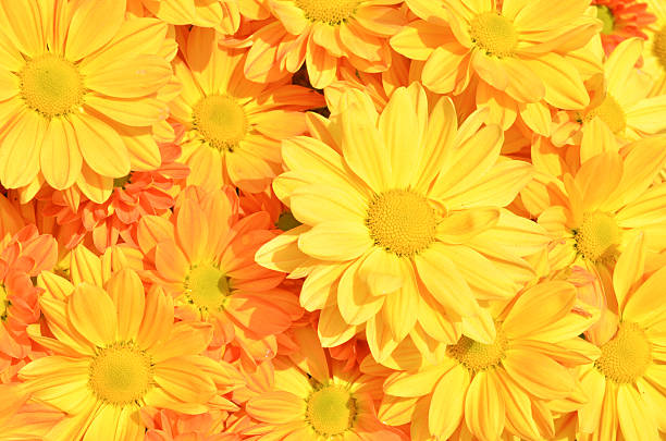 istock Yellow Chrysanthemum flowers 179485380