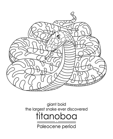 The largest snake ever discovered, Titanoboa, a giant boid, appeared in the Paleocene period. This period followed the extinction of the dinosaurs. Black and white line art, perfect for coloring and educational purposes.