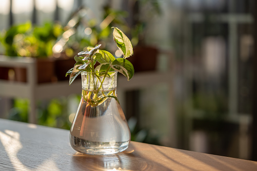 Transplantation and propagation of plants. Close-up of sprout Epipremnum aureum cuttings with young roots in small glass vase at home illuminated with sunset light.