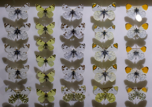 Collection of pinned specimens of moths and butterflies from countries around the world, labeled. Sometimes male and female forms- numbered and publicly displayed in a vertical drawer attached to the wall.