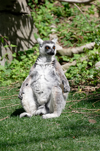 Lemurs (Lemuroidea), one of the cutest animals of Madagascar, usually live in forests with high trees