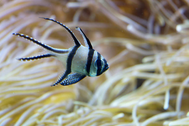 Banggai cardinalfish isolated on white background. Tropical Pterapogon kauderni with long fin swimming cutout icon, side view. Striped cute small saltwater fish cut out design element with copy space