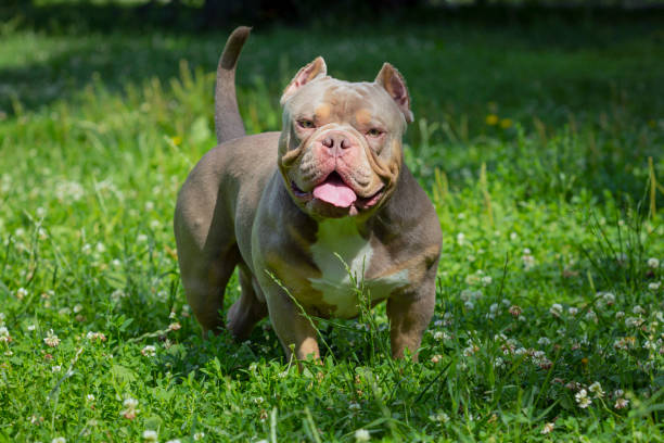 An American Bully dog plays in a green meadow..