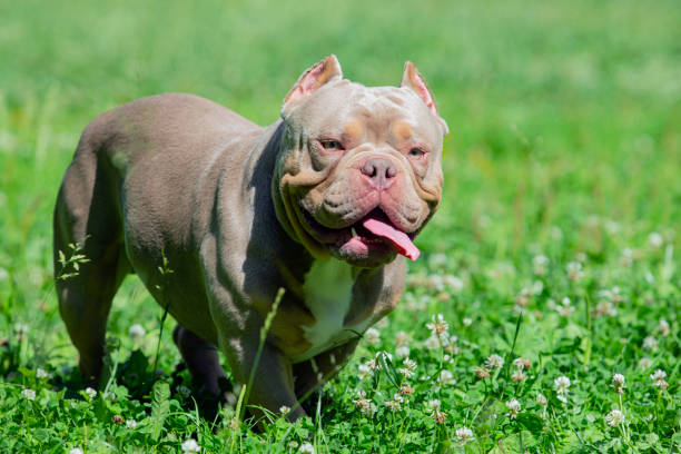 istock An American Bully dog plays in a green meadow.. 1794861375