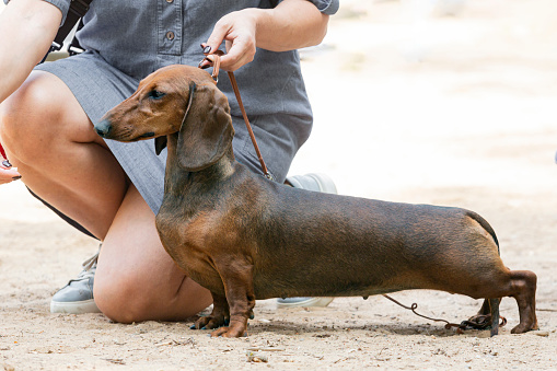 The dachshund , also known as the wiener dog, badger dog, and sausage dog, is a short-legged, long-bodied, hound-type dog breed.