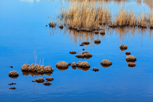 Dry reeds on the surface of the lake. Water mirror of serene reflections with wilderness nature