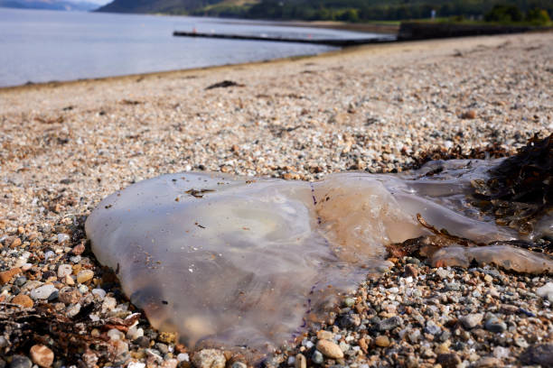 istock Jelly fish at Otter Ferry 1794870123