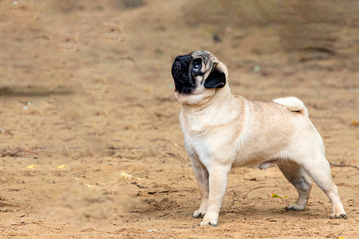 The Pug is a breed of dog originally from China, with physically distinctive features of a wrinkly, short-muzzled face and curled tail