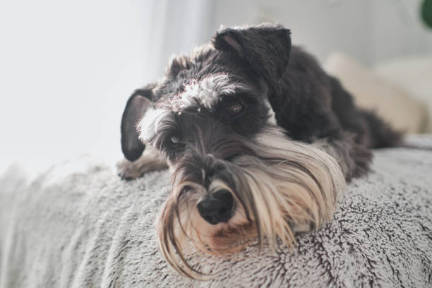 Adorable Miniature Schnauzer puppy with fluffy fur resting on sofa and looking at camera in living room at daytime