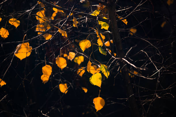 few yellow autumn leaves on trees background for design purpose