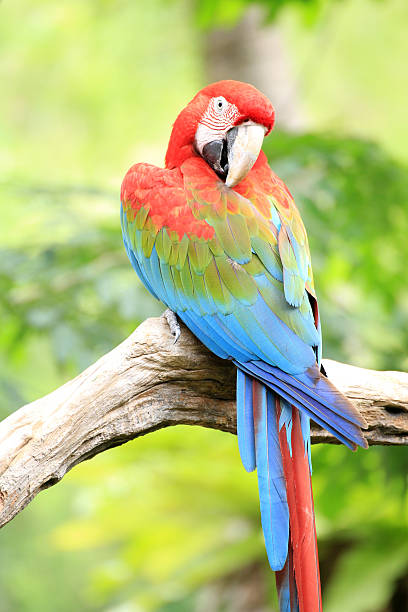 istock Portrait of a Scarlet Macaw 179487415
