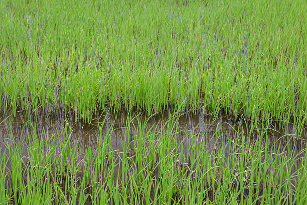 istock paddy-sown rice field 179487703