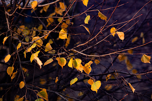 few yellow autumn leaves on trees background for design purpose