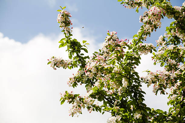 tree blossoms stock photo