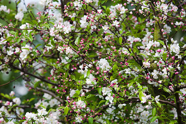 tree blossoms stock photo