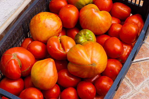 Pomodori in scatola - foto stock