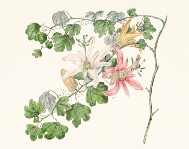 passiflora adiantifolia-norfolk island 시계꽃. - bookplate retro revival butterfly label stock illustrations