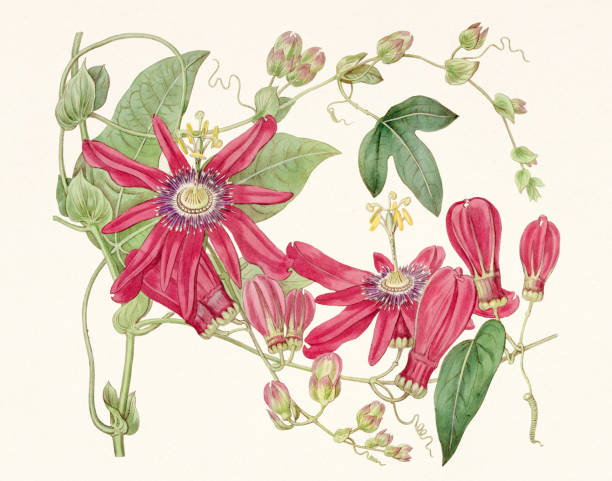 passiflora racemosa. 꽃이 만발한 시계꽃. - bookplate retro revival butterfly label stock illustrations