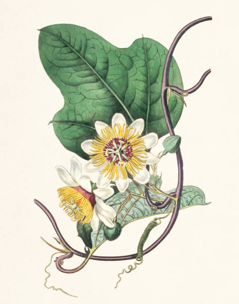 passiflora holosericea. 벨벳 잎 시계꽃. - bookplate retro revival butterfly label stock illustrations