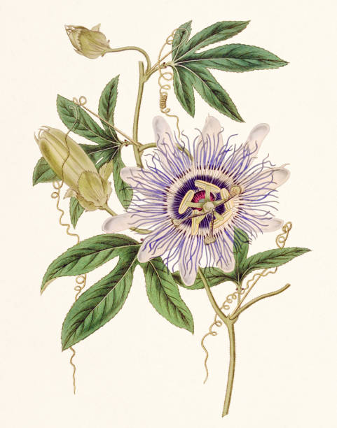 passiflora 필라멘토사. 손바닥은 시계꽃을 잎을 피웠다. - bookplate retro revival butterfly label stock illustrations