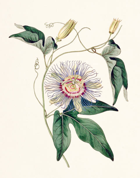 passiflora incarnata. 5월 사과 시계꽃. - bookplate retro revival butterfly label stock illustrations