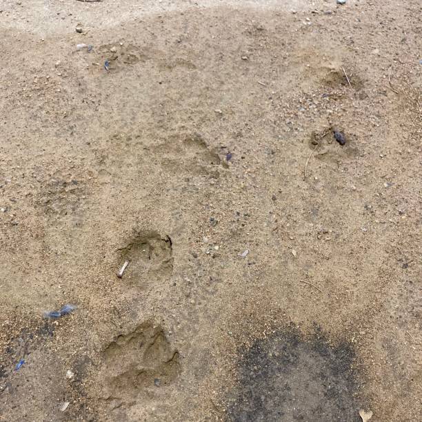 istock Dog paw prints in the mud 1794896229