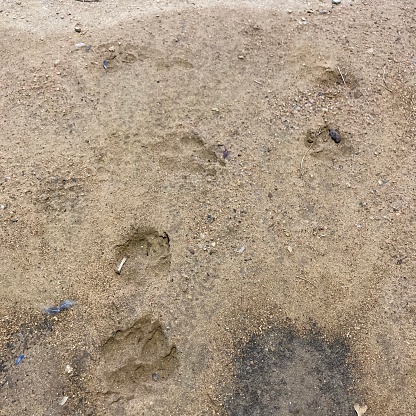 Walkway of dog footprints on a sandy beach.