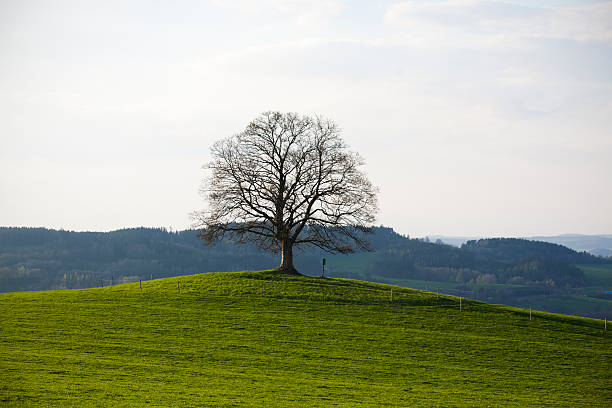 single tree stock photo