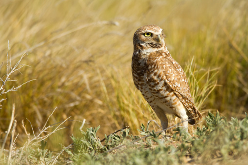 This mother Burrowing Owl stands guarding her chicks.