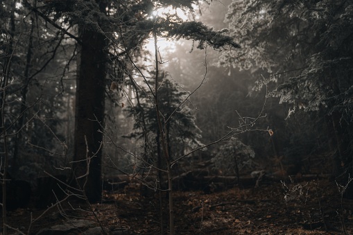A tranquil scene of a fallen tree in a forest, with a blanket of fog obscuring the surrounding trees