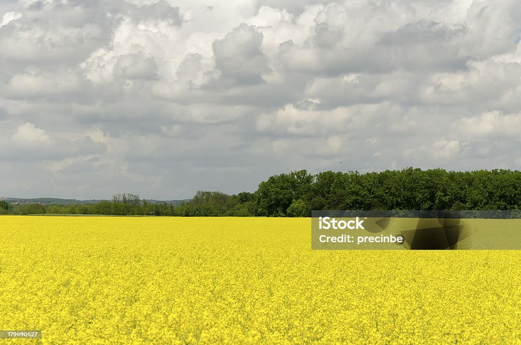 Senf Blumen Feld - Lizenzfrei Blau Stock-Foto