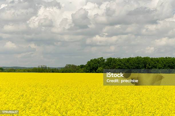 Senf Blumen Feld Stockfoto und mehr Bilder von Blau - Blau, Blume, Feld