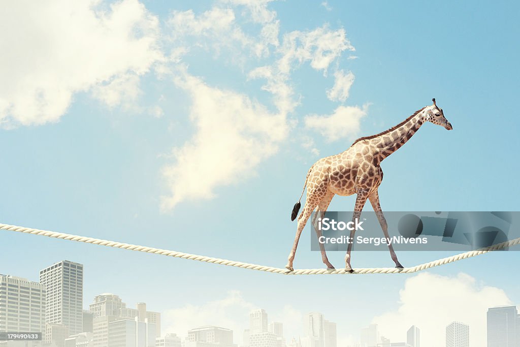 Giraffe walking on rope Image of giraffe walking on rope high in sky Animal Stock Photo