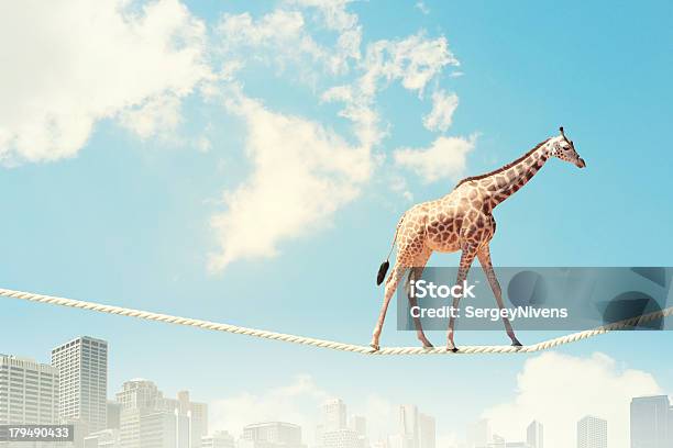 Giraffe Walking On Rope Stock Photo - Download Image Now - Animal, Balance, Canine - Animal