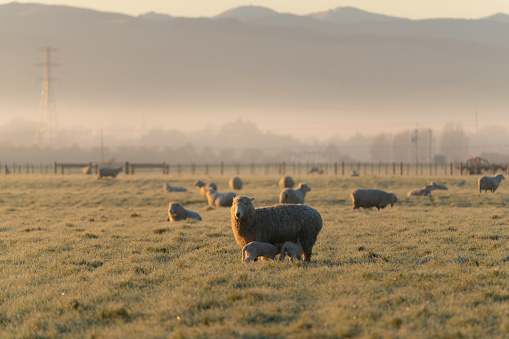 Early morning sun shines down on sheep and lambs in a field on the Canterbury Plains, New Zealand.
