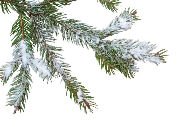 istock Christmas tree branch with snow on isolated white background. Winter holiday element for greeting card, design invitation 1794910511
