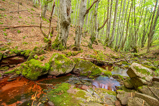 Autumn creek woodland with trees foliage rocks in forest mountain. Idyllic travel hiking landscape. Serbia