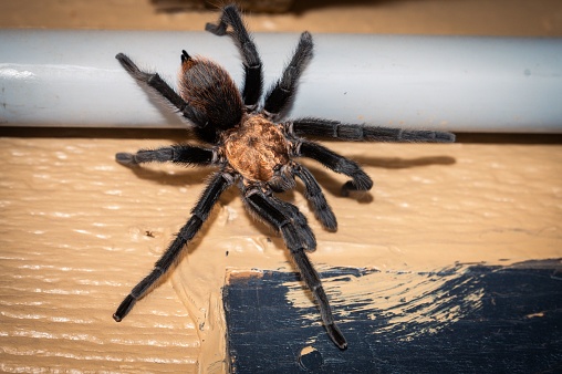A brown tarantula on a wooden surface, its furry legs resting on the wood in Texas