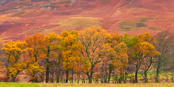 Landscape in Scotland on a cloudy autumn day. With colorful trees next to a meadow in Perthshire Scotland during autumn