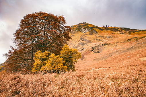 Trees in a highland landscape during an overcast autumn day up Kinnloch Rannoch in Perthsire Scotland