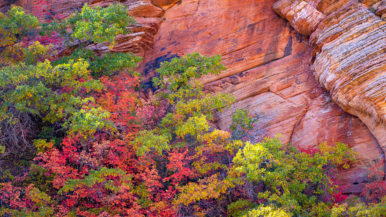 Stunning images from the fall in Zion. Capturing the changing of the seasons.