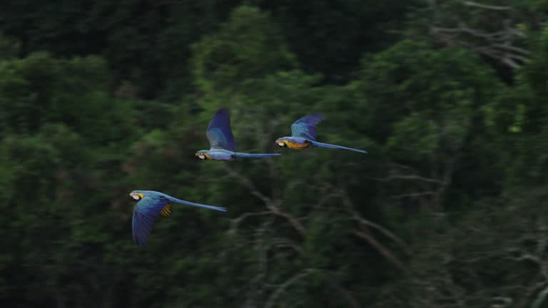 Macaws in Flight Across the Amazon Rainforest