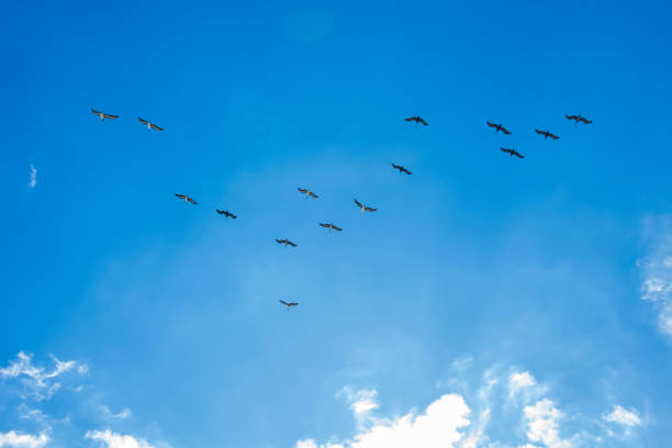istock Pelican (Pelecanus occidentalis) | Brown Pelican 1794929028