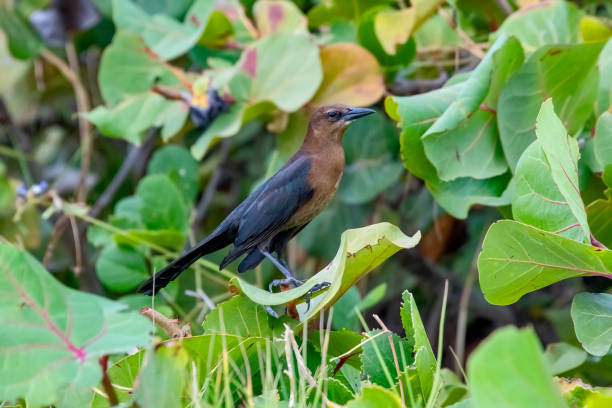 Iraúna-americana (Quiscalus major) | Boat-tailed Grackle Iraúna-americana (Quiscalus major) fotografado na cidade de Miami, na Flórida, nos Estados Unidos. Costa Leste dos EUA. Registro feito em 2019.






ENGLISH: Boat-tailed Grackle photographed in Miami, in Florida, in the United States. East Coast of the USA. Image taken in 2019. asa animal stock pictures, royalty-free photos & images