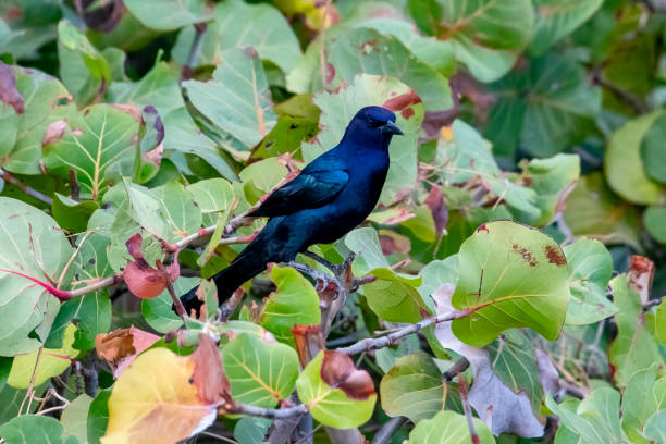 Iraúna-americana (Quiscalus major) | Boat-tailed Grackle Iraúna-americana (Quiscalus major) fotografado na cidade de Miami, na Flórida, nos Estados Unidos. Costa Leste dos EUA. Registro feito em 2019.






ENGLISH: Boat-tailed Grackle photographed in Miami, in Florida, in the United States. East Coast of the USA. Image taken in 2019. asa animal stock pictures, royalty-free photos & images