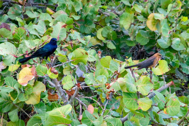 Iraúna-americana (Quiscalus major) | Boat-tailed Grackle Iraúna-americana (Quiscalus major) fotografado na cidade de Miami, na Flórida, nos Estados Unidos. Costa Leste dos EUA. Registro feito em 2019.






ENGLISH: Boat-tailed Grackle photographed in Miami, in Florida, in the United States. East Coast of the USA. Image taken in 2019. asa animal stock pictures, royalty-free photos & images