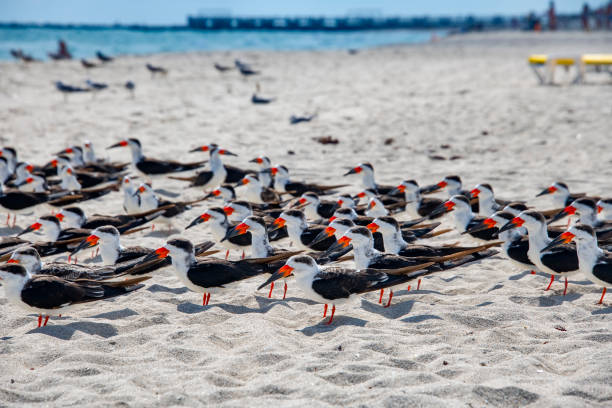 Talha-mar (Rynchops niger) fotografado na cidade de Miami, na Flórida, nos Estados Unidos. Costa Leste dos EUA. Registro feito em 2019.\n\n\n\n\n\n\nENGLISH: Black Skimmer photographed in Miami, in Florida, in the United States. East Coast of the USA. Image taken in 2019..